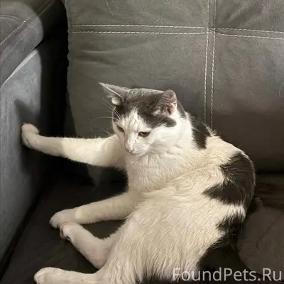 Пропал кот Юки, Юбилейный