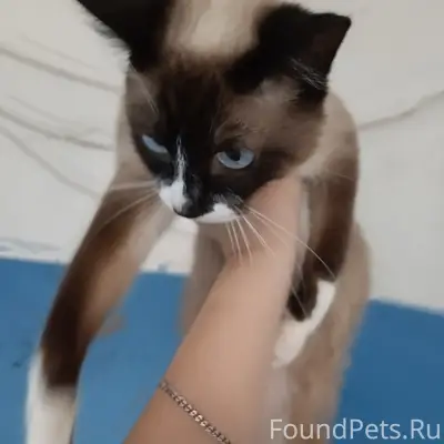 Найдена кошка, похожа на сиамскую, район эмз