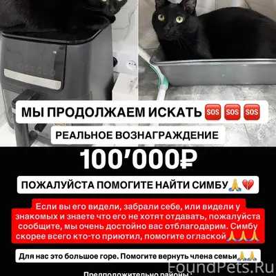 Пропал чёрный кот Симба