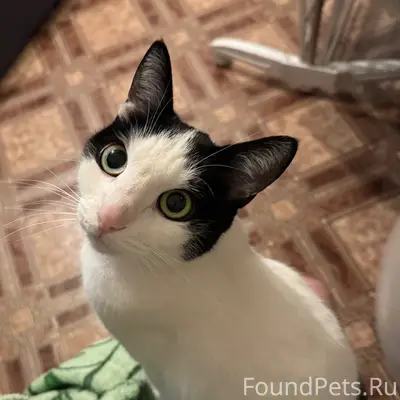 Пропала кошка Буся, Кировский район