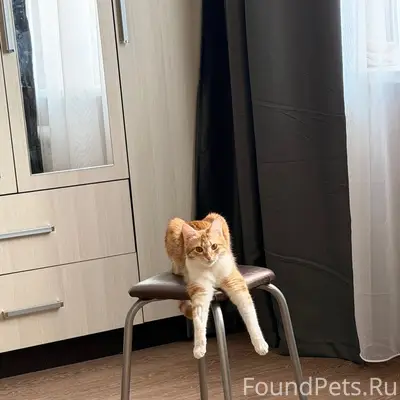Пропала кошка Дуся, проспект 34