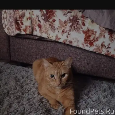 Пропал кот Марсик, Богашево