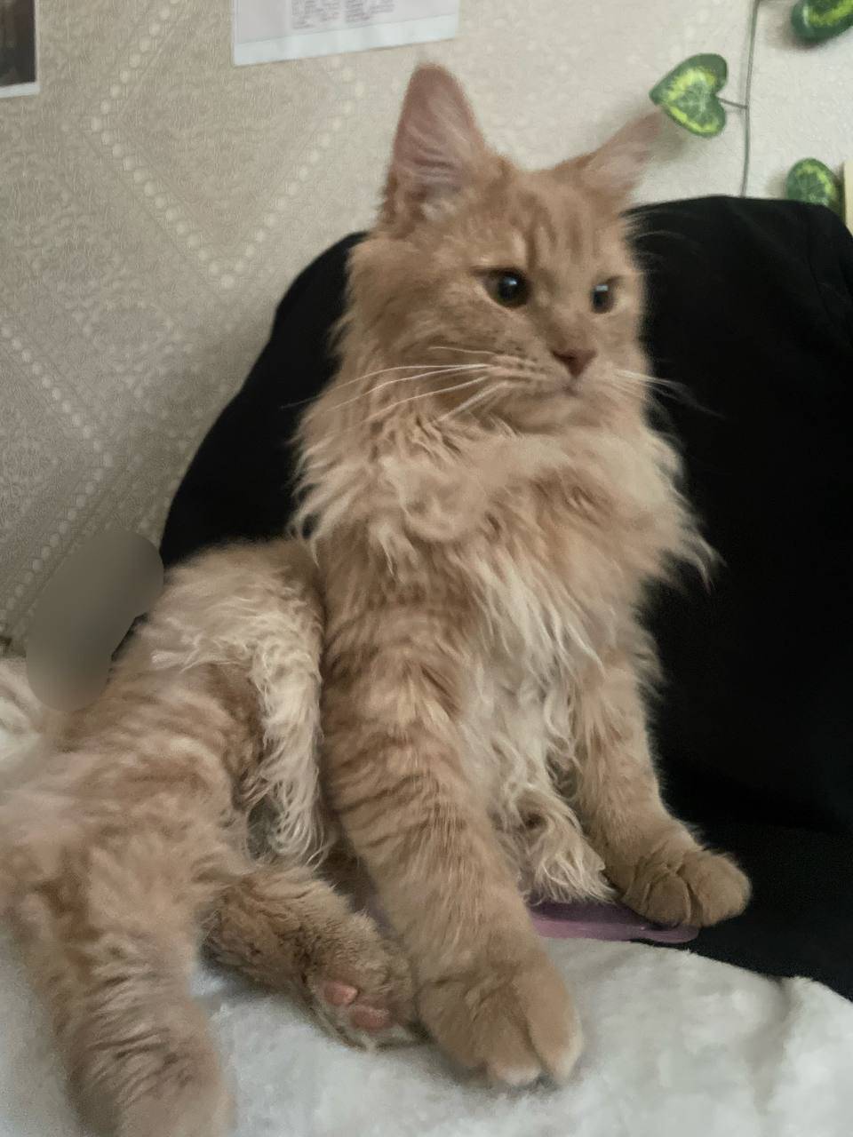 Пропал кот молочного цвета
