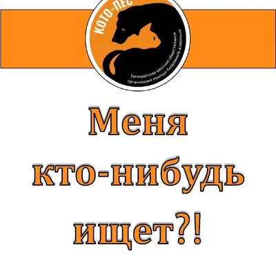Найден рыжий котик, Некрасовский/Петровская