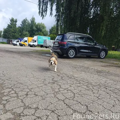 Найденна собака, Хлебниково