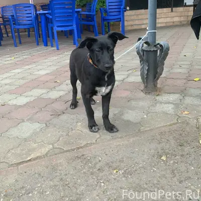 Пропал щенок