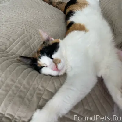 Пропала кошка, Суходол