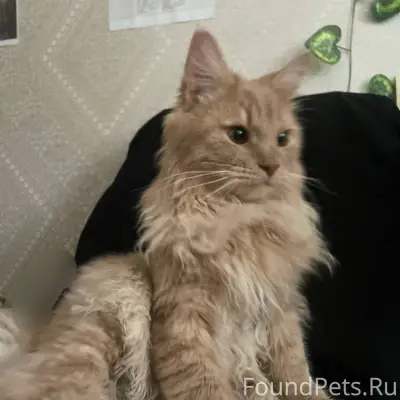 Пропал котёнок, центральный округ