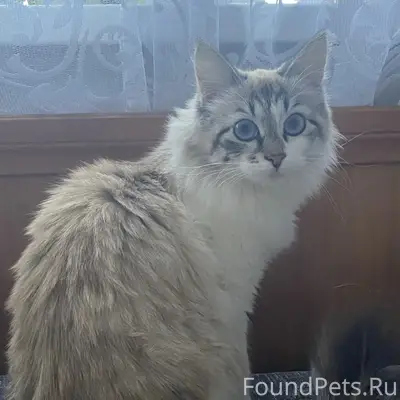 Пропала кошка,