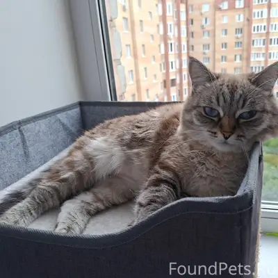 Пропала кошка Сима, улица Циолковского