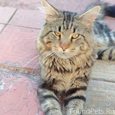 Найден кот, улица Трудовая, г. Советский