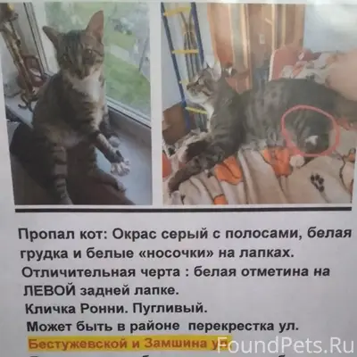 Пропал кот, Замшина / Бестужевская