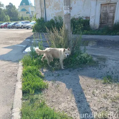 Найден пёс с ошейником, Старый Каменск