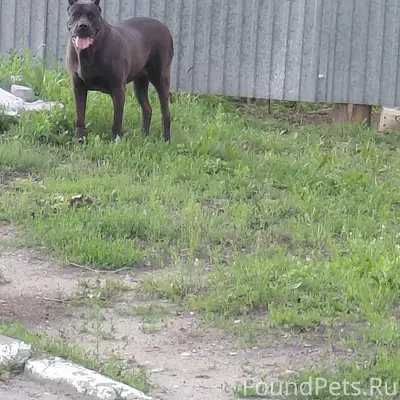 Пропала собака, район нлмк