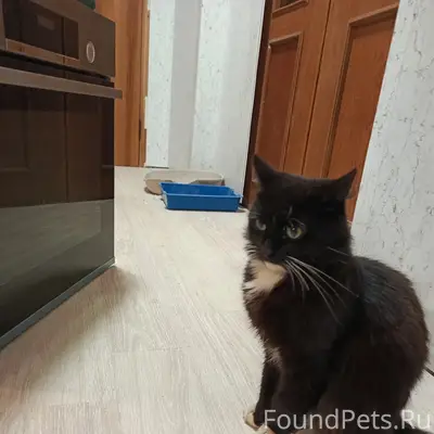 Пропал кот Бес, дом 36