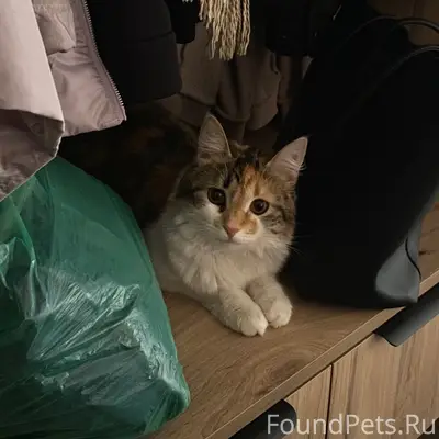 Пропала кошка, район улицы Тихой, Молодёжной, Садовой