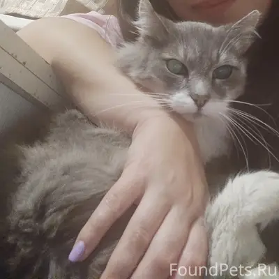 Пропал кот, 2 Карповский переулок