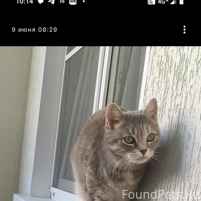 Пропала кошка Муся, улица Косухина