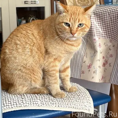 Пропал рыжий кот Филя, поселок Пыра