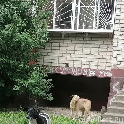 Пропали собаки, ЛТЗ, ул. Жуковская
