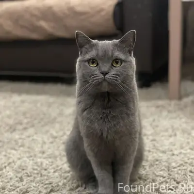 Пропала кошка, квартал 4 дом 5