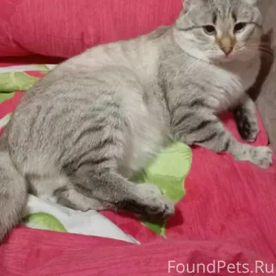 Пропал кот Марсик, улица Фрунзе