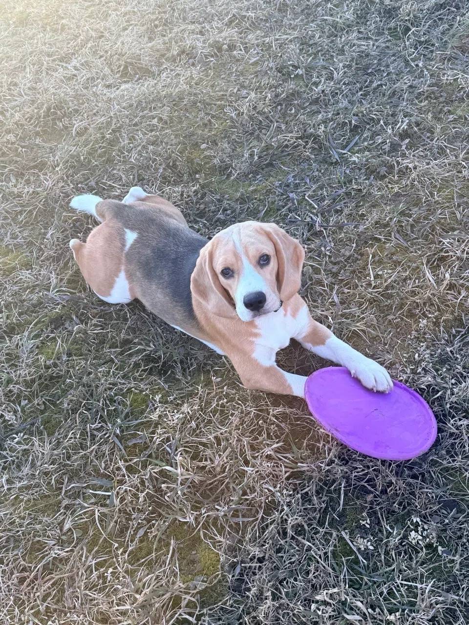 Пропала девочка бигль, Ломоносовский район
