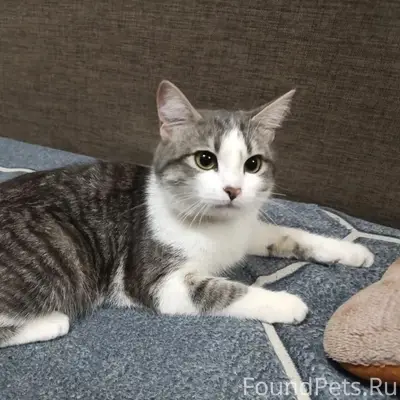 Пропала кошка, Гвардейский квартал