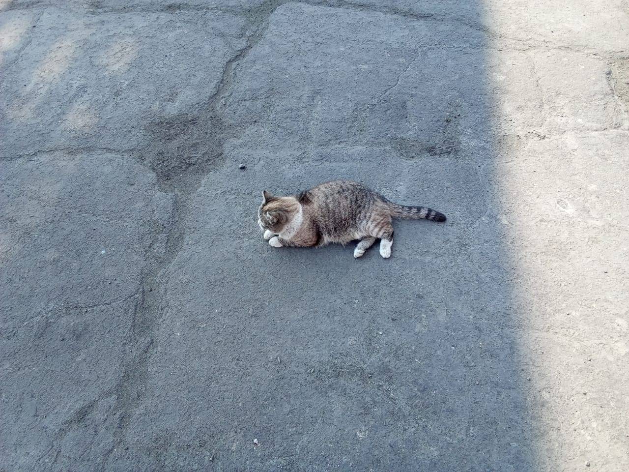 Найдена кошка, территория Цемзавода