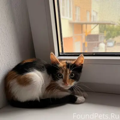 Найдена трёхцветная кошка, без клички