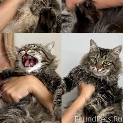 Пропала кошка, Ленинский