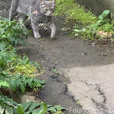 Найдена кошка, Советский район