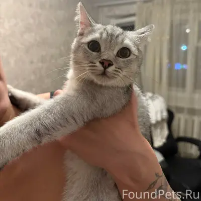 Найден котёнок, Луначарского - 22