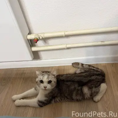 Найдена вислоухая кошка, метро Саларьево, Москва