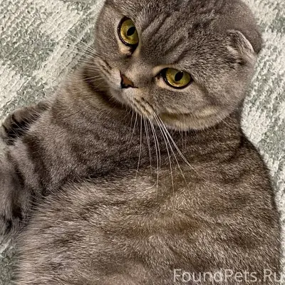 Пропала шотландская вислоухая кошка, Кинель