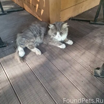 Найден кот, серый с белой грудью и носочками