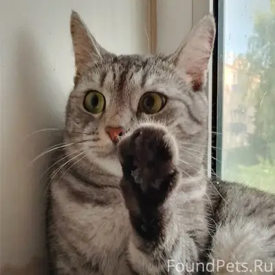 Пропала кошка Дуся, Черёмушки