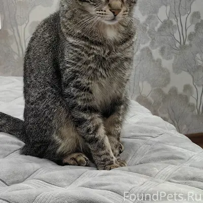 Пропал кот Басик, трасса М8