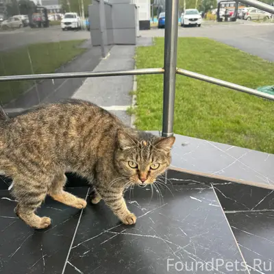 Найдена кошка, ул. Свободы