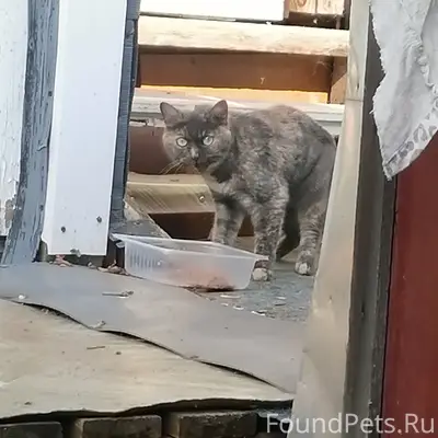 Найден котёнок, район металлург