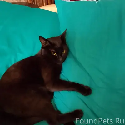 Пропал кот Марсик, ул. Разина
