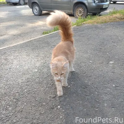 Найдена кошка, хромает, Старая Сортировка