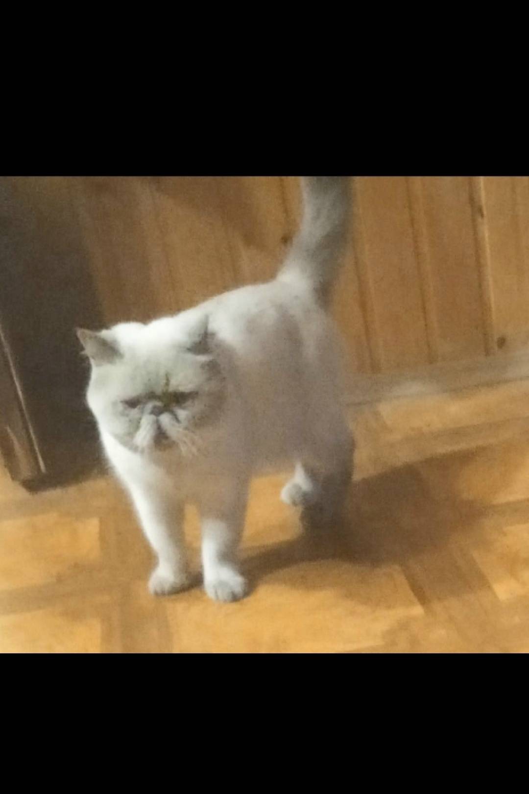 Пропал кот, деревня Полуэктово