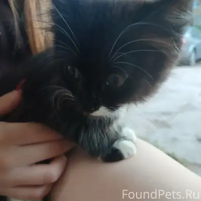 Найден котёнок, срочно ищем дом