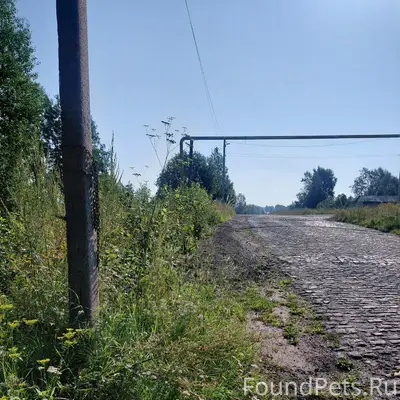 Пропала собака, Западный Борчанинова