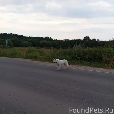 Найден пёс с ошейником, район очистных
