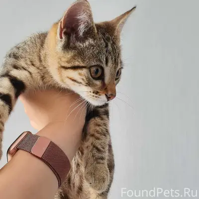Найден котёнок, Западный 16