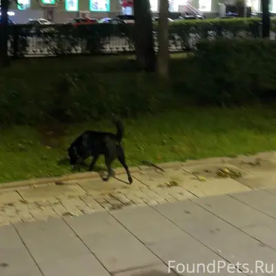 Найден щенок, пл. М. Горького