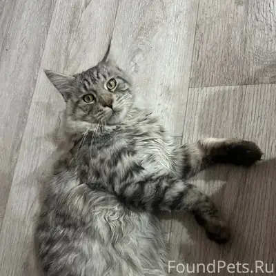 Пропал Мейн Кун, Михайловка