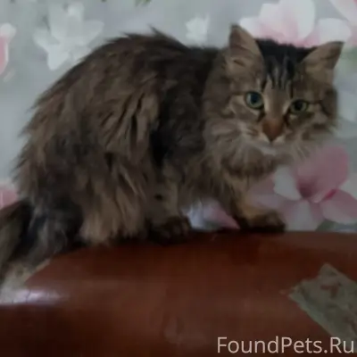 Пропала кошка Люся, Ленина 13
